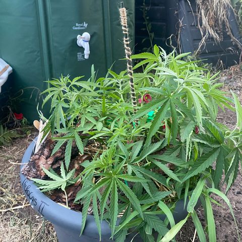 Datscha Grün  growlog timeline photo