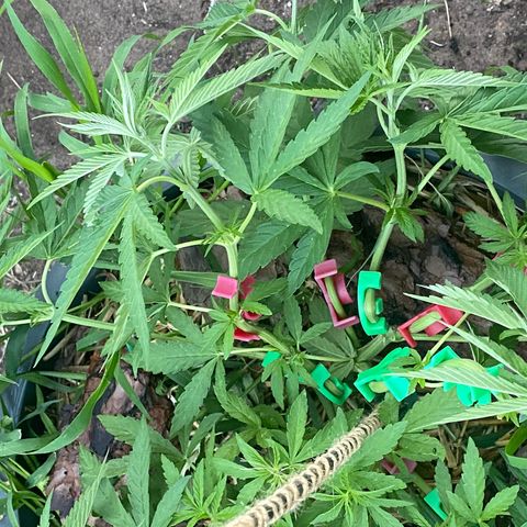 Datscha Grün  growlog timeline photo