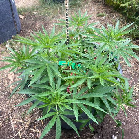 Datscha Grün  growlog timeline photo