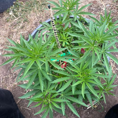 Datscha Grün  growlog timeline photo