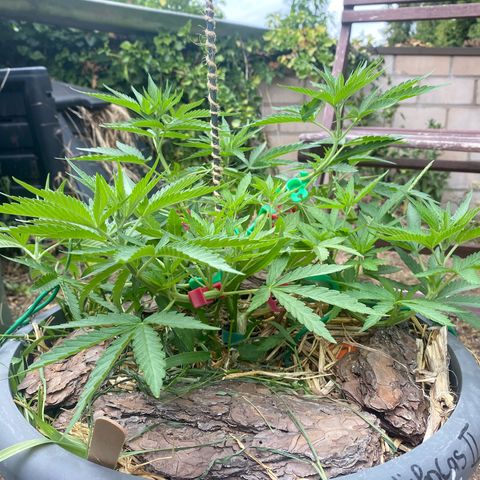 Datscha Grün  growlog timeline photo