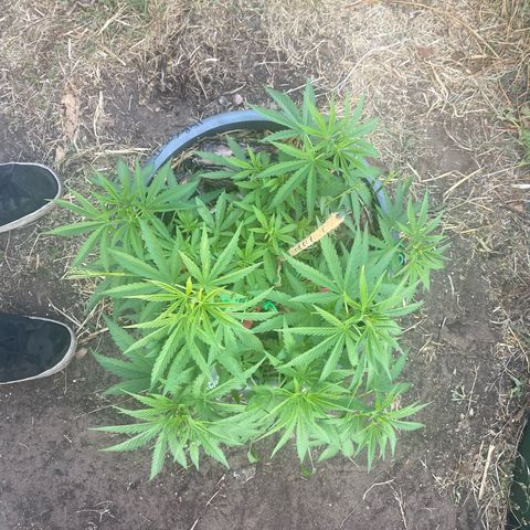 Datscha Grün  growlog timeline photo