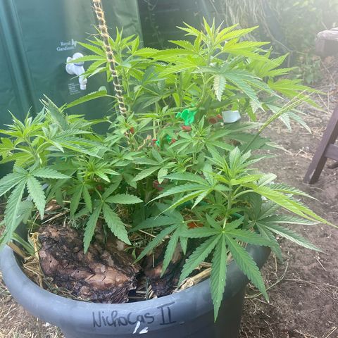 Datscha Grün  growlog timeline photo