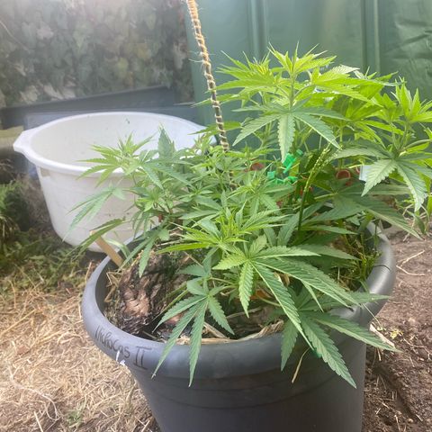 Datscha Grün  growlog timeline photo