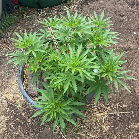 Datscha Grün  growlog timeline photo
