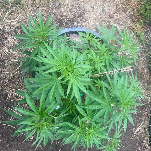 Datscha Grün  growlog timeline photo