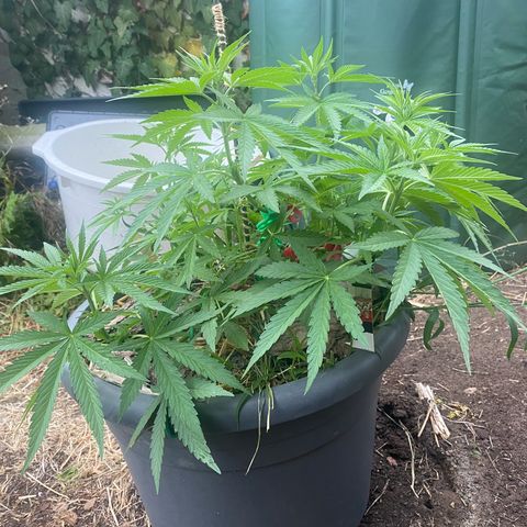 Datscha Grün  growlog timeline photo