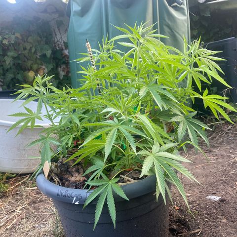 Datscha Grün  growlog timeline photo
