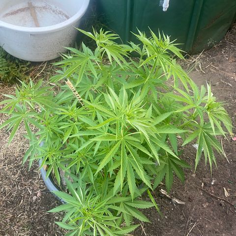 Datscha Grün  growlog timeline photo
