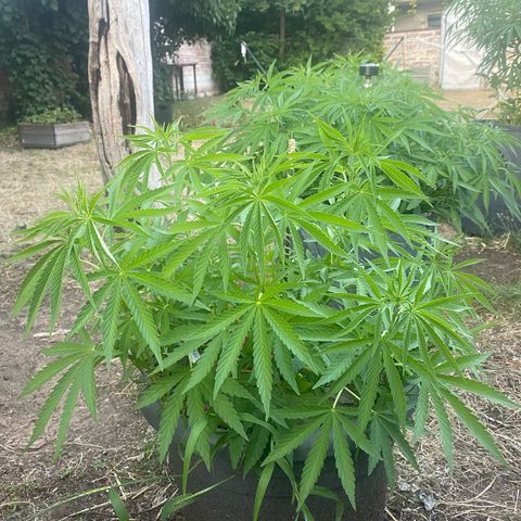 Datscha Grün  growlog timeline photo