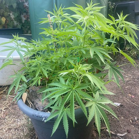 Datscha Grün  growlog timeline photo