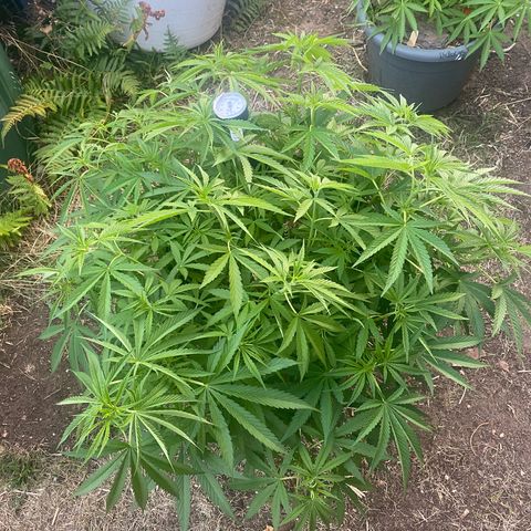 Datscha Grün  growlog photo: Neue Pflanze , gleicher Strain 🤟🏼