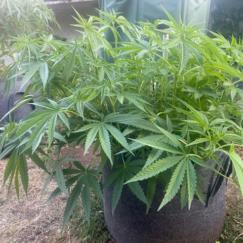 Datscha Grün  growlog photo: Neue Pflanze , gleicher Strain 🤟🏼