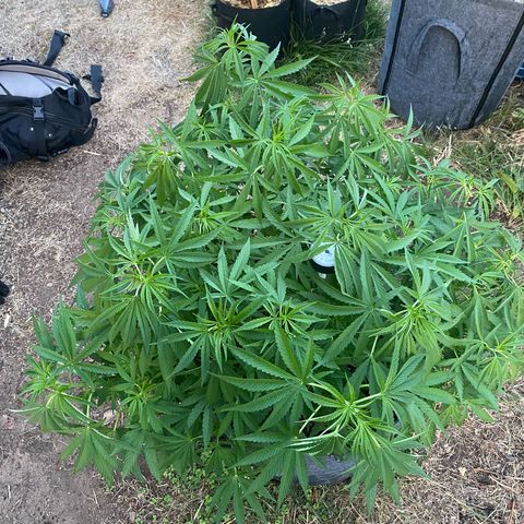 Datscha Grün  growlog timeline photo