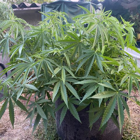 Datscha Grün  growlog timeline photo