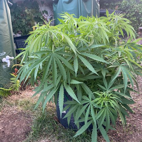 Datscha Grün  growlog timeline photo