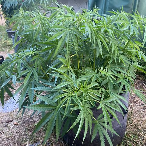 Datscha Grün  growlog timeline photo