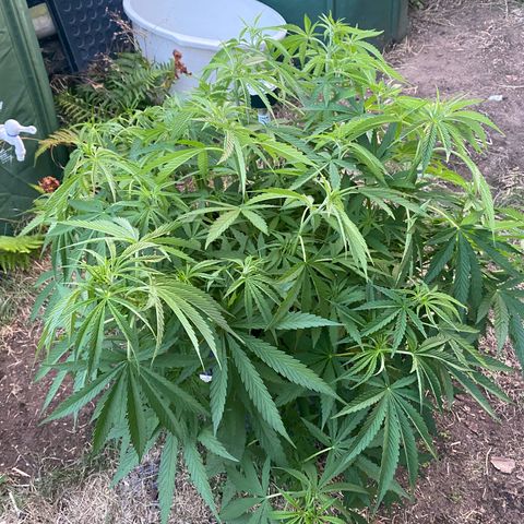 Datscha Grün  growlog timeline photo