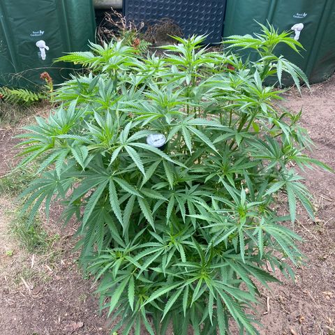 Datscha Grün  growlog timeline photo