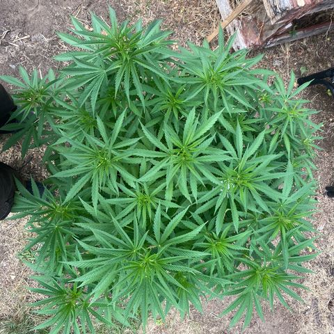 Datscha Grün  growlog timeline photo