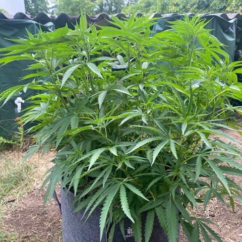Datscha Grün  growlog timeline photo
