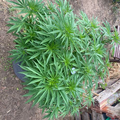 Datscha Grün  growlog timeline photo