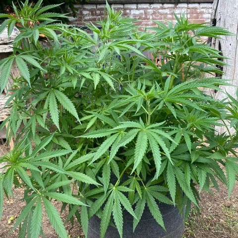 Datscha Grün  growlog timeline photo