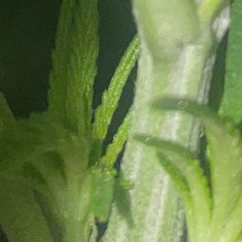 Datscha Grün  growlog timeline photo