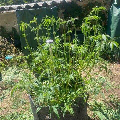 Datscha Grün  growlog timeline photo