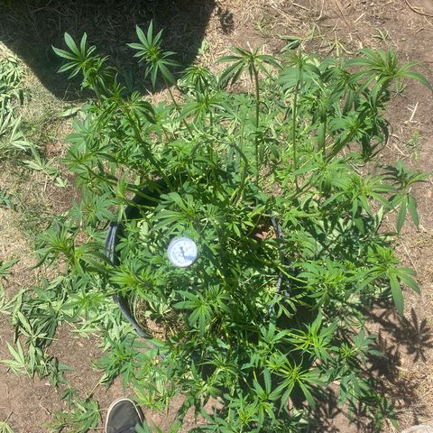 Datscha Grün  growlog timeline photo