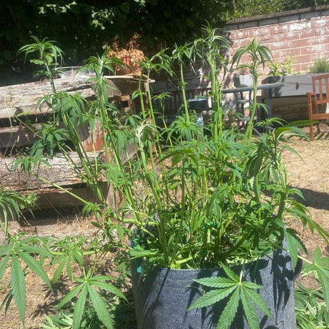 Datscha Grün  growlog timeline photo