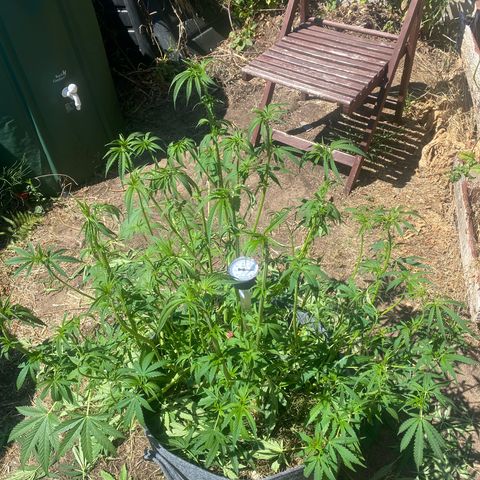 Datscha Grün  growlog timeline photo