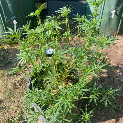 Datscha Grün  growlog timeline photo