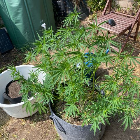 Datscha Grün  growlog timeline photo