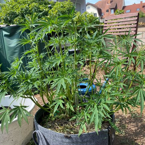Datscha Grün  growlog timeline photo