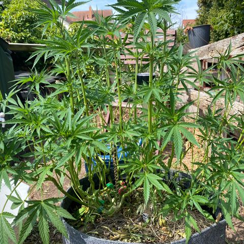 Datscha Grün  growlog timeline photo