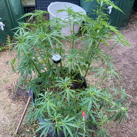 Datscha Grün  growlog timeline photo