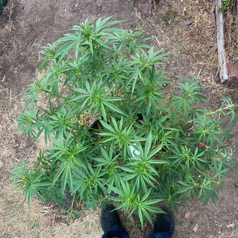 Datscha Grün  growlog timeline photo