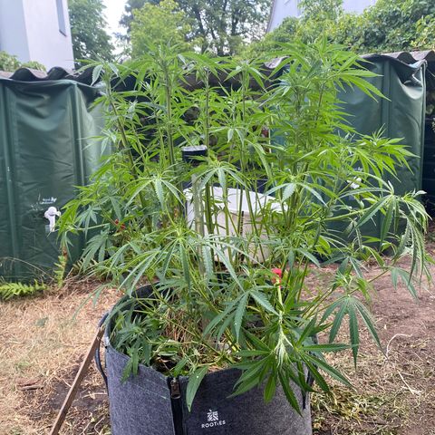 Datscha Grün  growlog timeline photo
