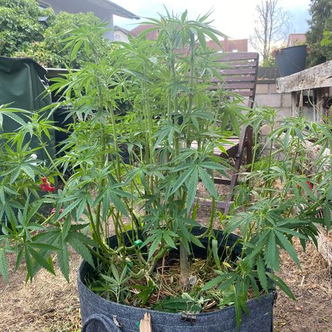 Datscha Grün  growlog timeline photo