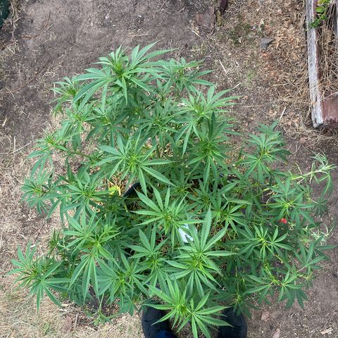 Datscha Grün  growlog timeline photo