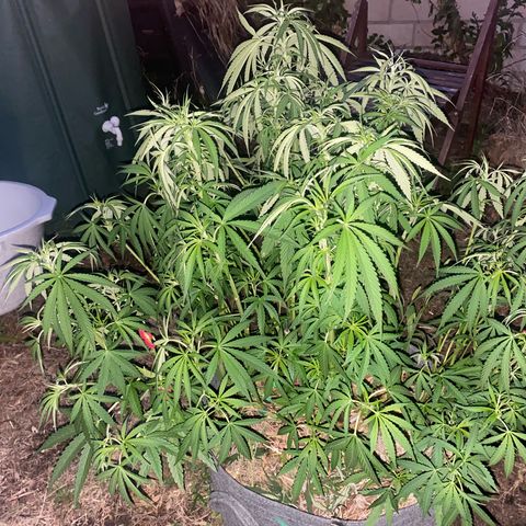 Datscha Grün  growlog timeline photo
