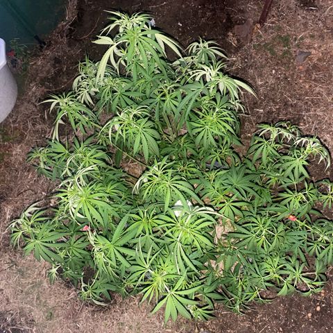 Datscha Grün  growlog timeline photo