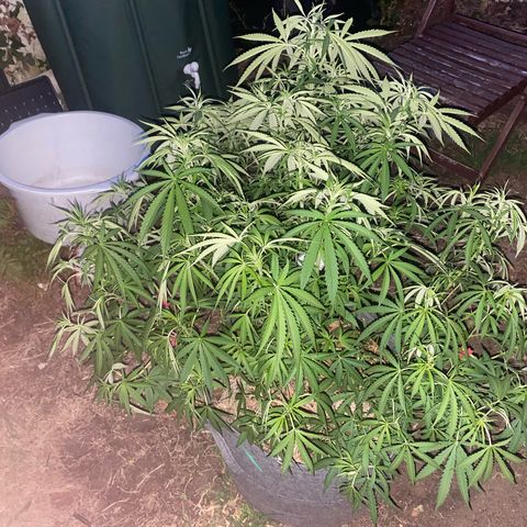 Datscha Grün  growlog timeline photo