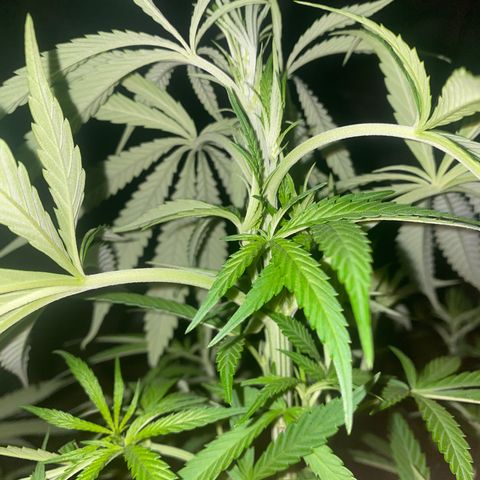 Datscha Grün  growlog timeline photo