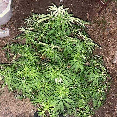 Datscha Grün  growlog timeline photo