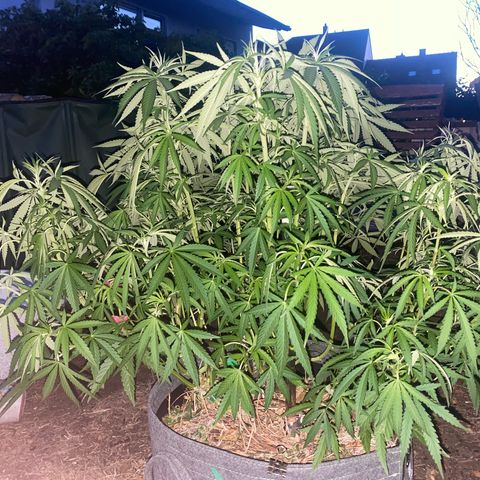 Datscha Grün  growlog timeline photo