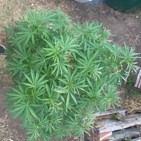 Datscha Grün  growlog timeline photo
