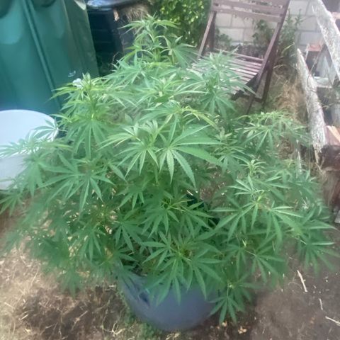 Datscha Grün  growlog timeline photo