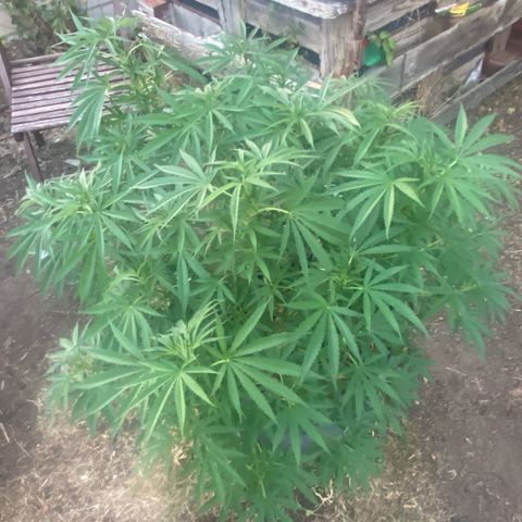 Datscha Grün  growlog timeline photo